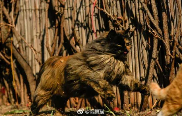 猫谱：因相成名，因名成谱《蓝毛毛找猫》24：猫出有名