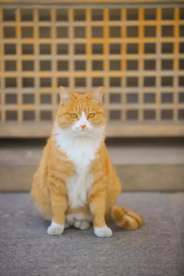 猫谱：因相成名，因名成谱《蓝毛毛找猫》24：猫出有名