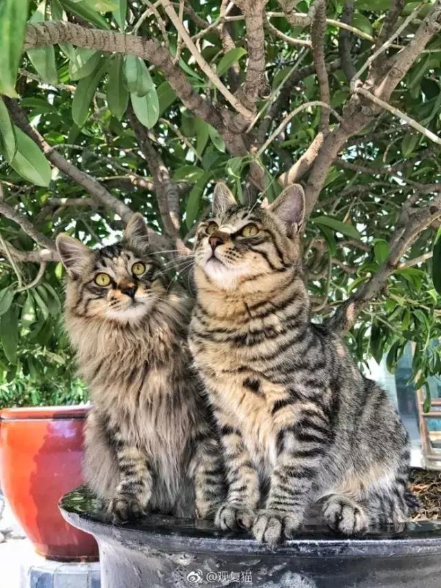 猫谱：因相成名，因名成谱《蓝毛毛找猫》24：猫出有名