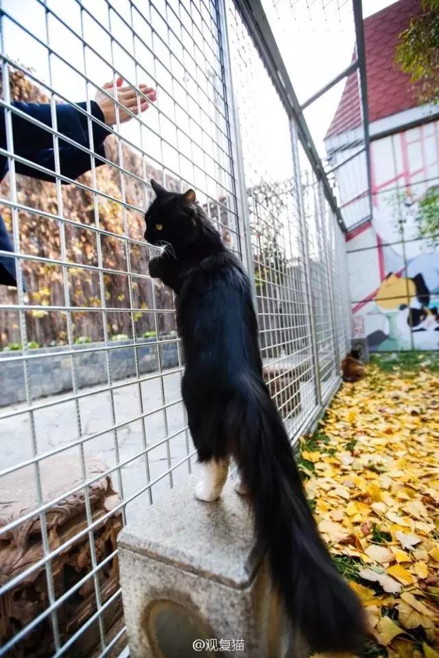 猫谱：因相成名，因名成谱《蓝毛毛找猫》24：猫出有名