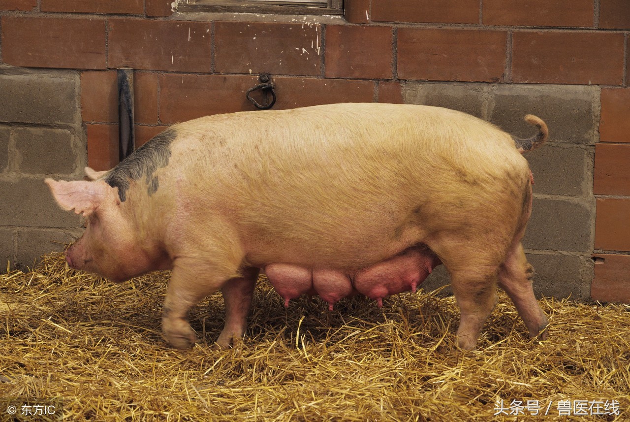 做好人工授精后肚子胀,下午五点做的人工授精第二天排卵