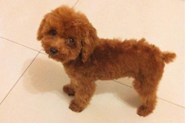 泰迪犬为什么经常外面有动静就叫,泰迪犬总是叫怎么办