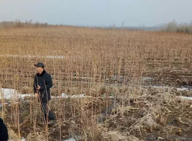 “桑树蚕宝”来到烟筒山