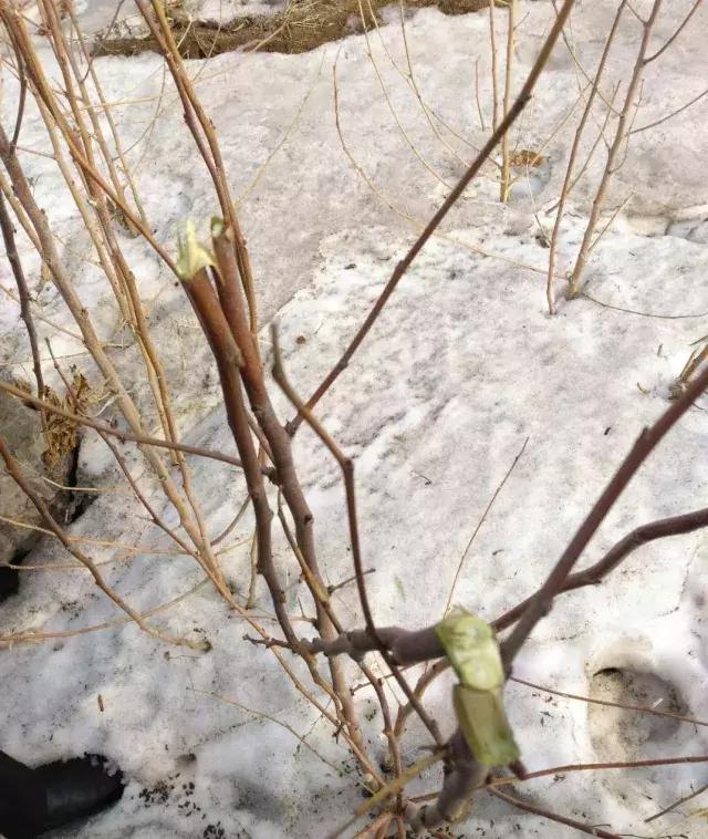 “桑树蚕宝”来到烟筒山