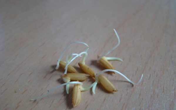 炸过的鲤鱼怎么炖好吃家常做法,鲤鱼最新吃法鲜嫩爽滑一点都不腥