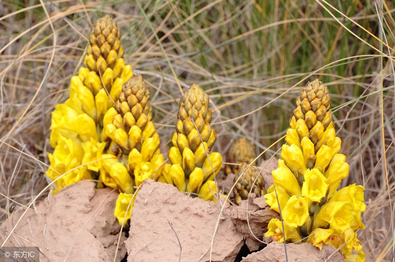 肉苁蓉对阴虚阳虚都有效吗,肉苁蓉温补肾阳吗