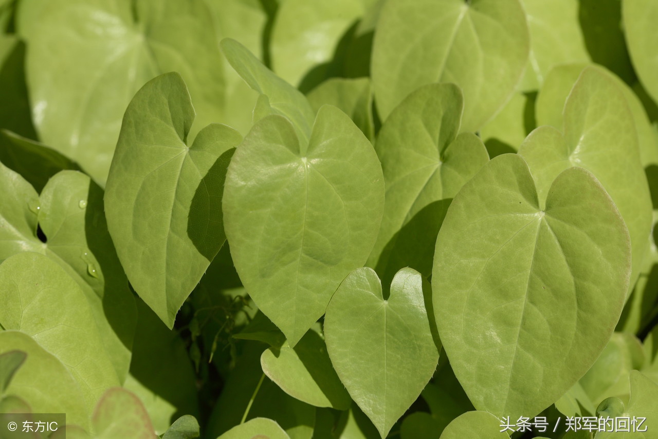 一杯锁阳药酒*福性**归来