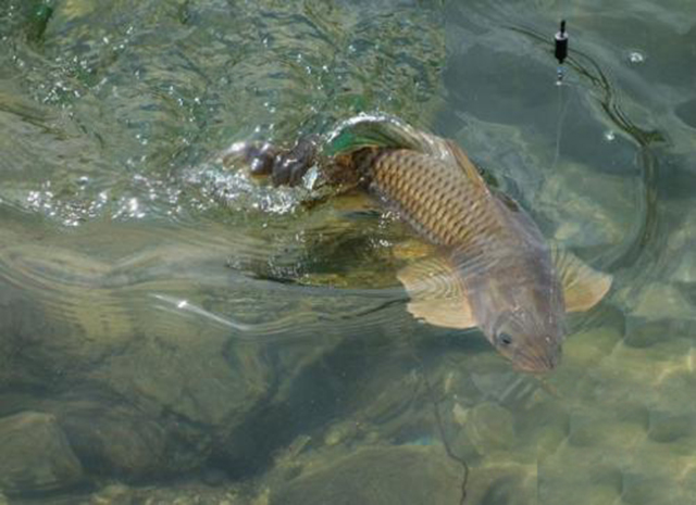 子线双钩防缠绕不卷断线,子线防缠绕容易断线吗