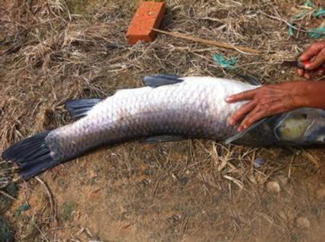 子线双钩防缠绕不卷断线,子线防缠绕容易断线吗