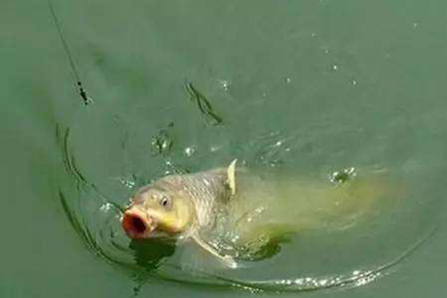 子线双钩防缠绕不卷断线,子线防缠绕容易断线吗