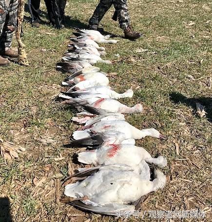 美国部分华人留学生持枪团体：举止猥琐，内心懦弱