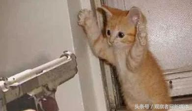 美国部分华人留学生持枪团体：举止猥琐，内心懦弱