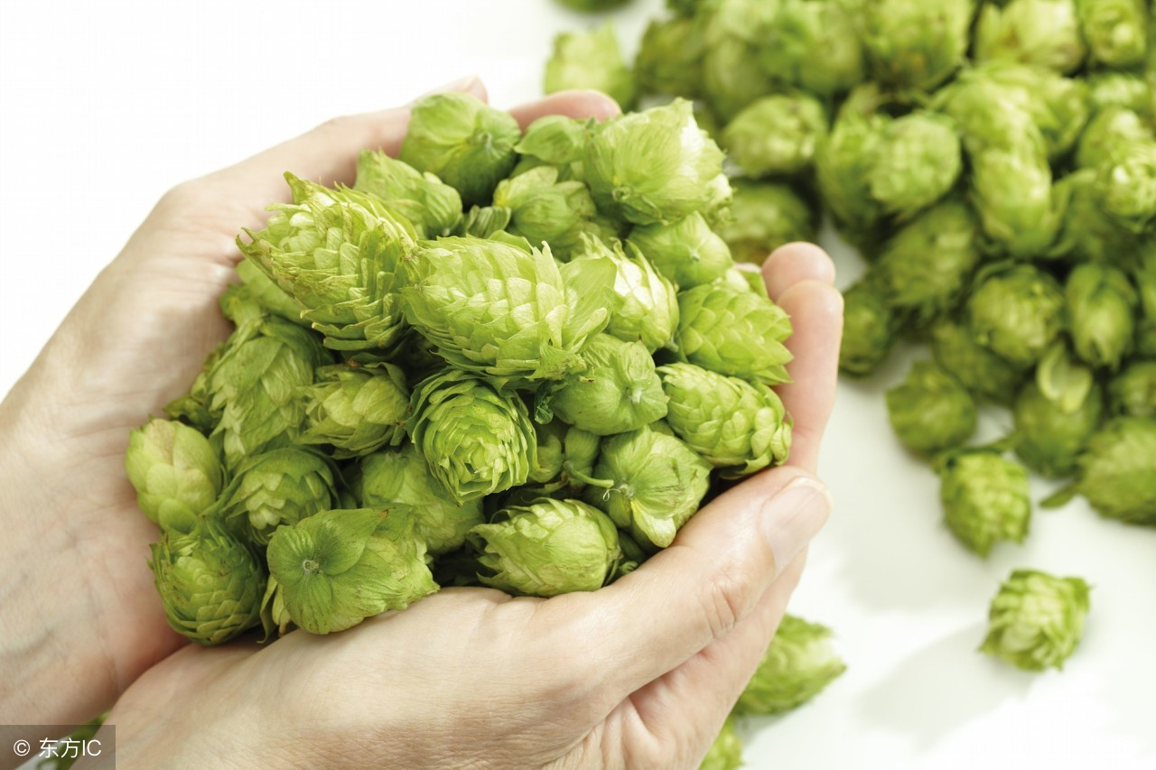 啤酒香味诱人全靠这种花！能健胃消食，还能减肥！全国都能种植！