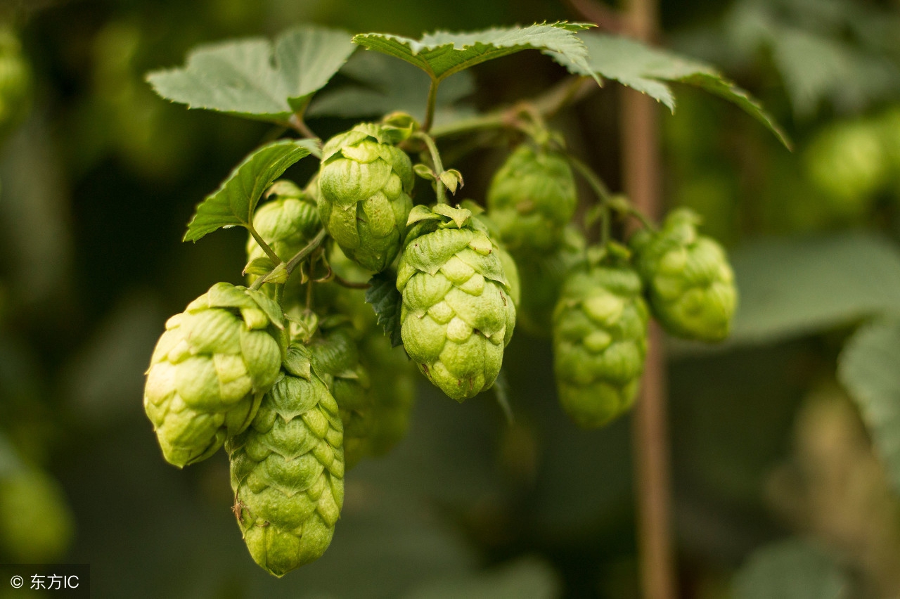 啤酒香味诱人全靠这种花！能健胃消食，还能减肥！全国都能种植！