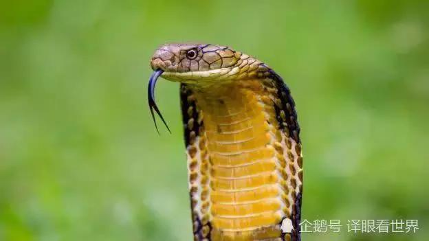 印度一男子跟蛇结婚后续,马来西亚卧室进蛇后续全过程