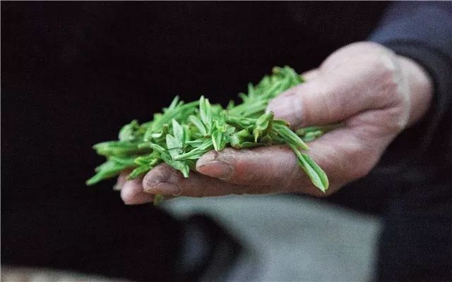 西湖龙井跟什么冲泡降三高,西湖龙井生长优势