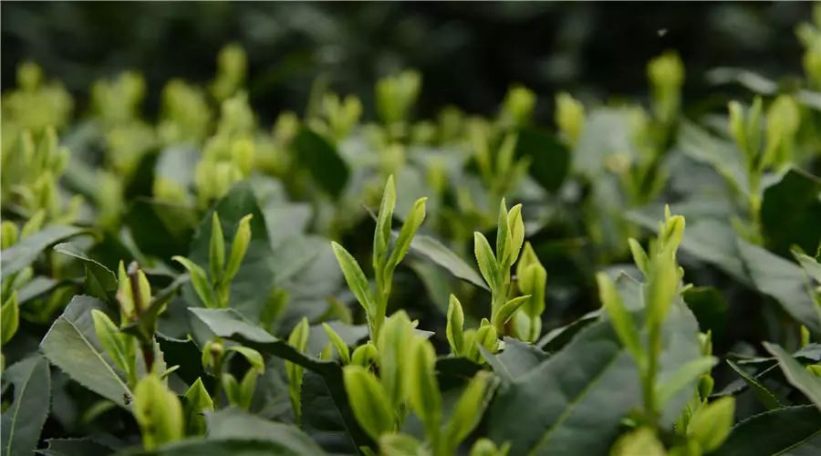 西湖龙井跟什么冲泡降三高,西湖龙井生长优势