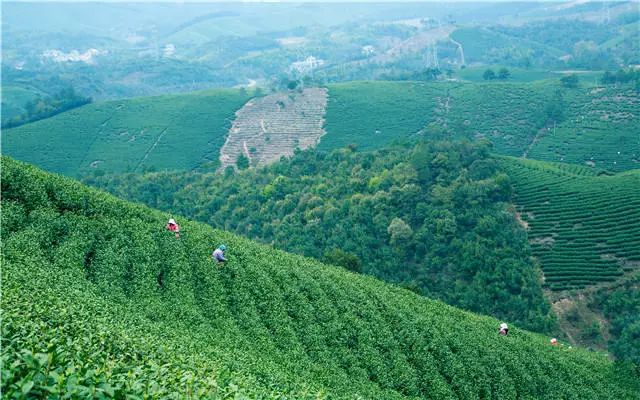 西湖龙井跟什么冲泡降三高,西湖龙井生长优势