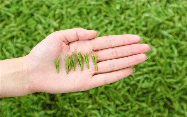 西湖龙井跟什么冲泡降三高,西湖龙井生长优势