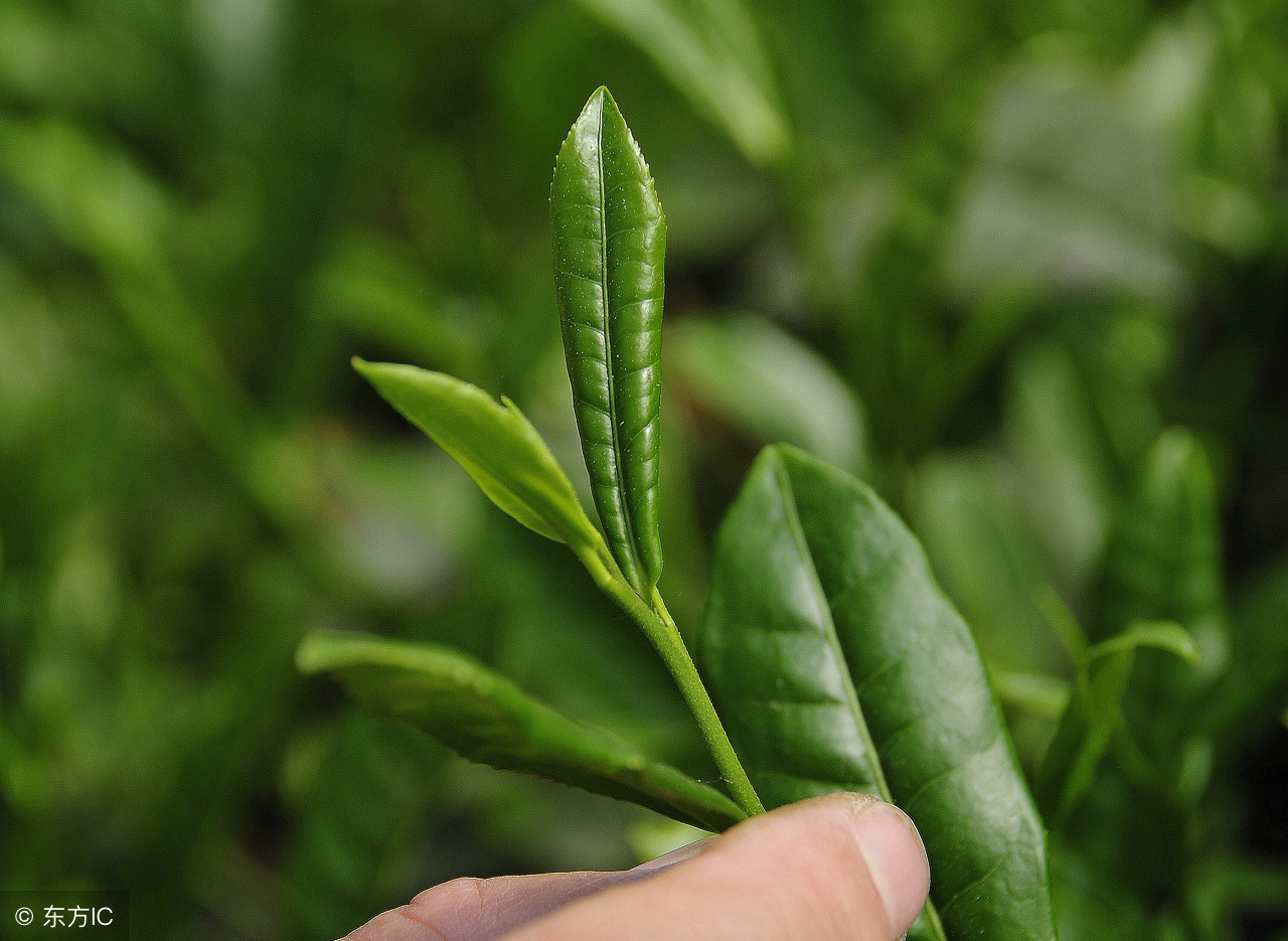 茶的几个误区铁观音,铁观音认知十大误区辨析