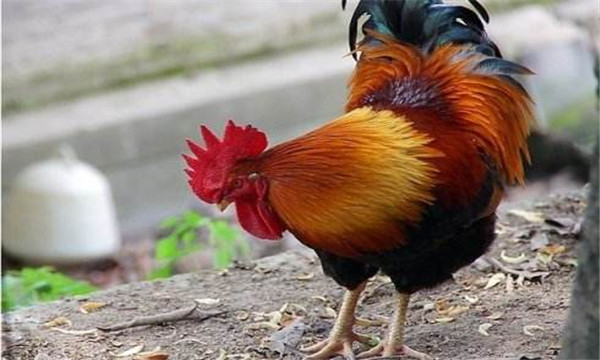 恶人为夺夜明珠,将金鸡“拔毛助长”,雄鸡舍身取义力克蜈蚣精!