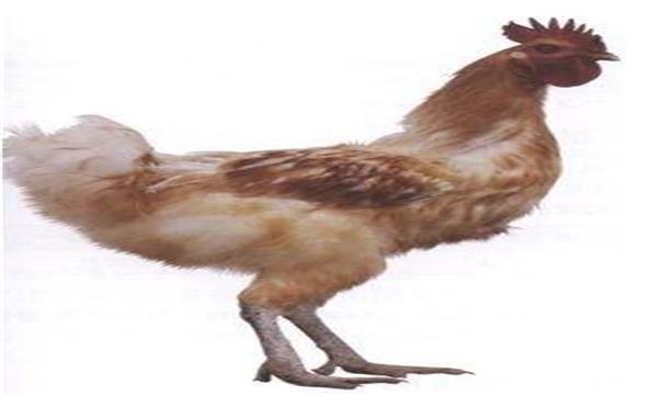 恶人为夺夜明珠,将金鸡“拔毛助长”,雄鸡舍身取义力克蜈蚣精!