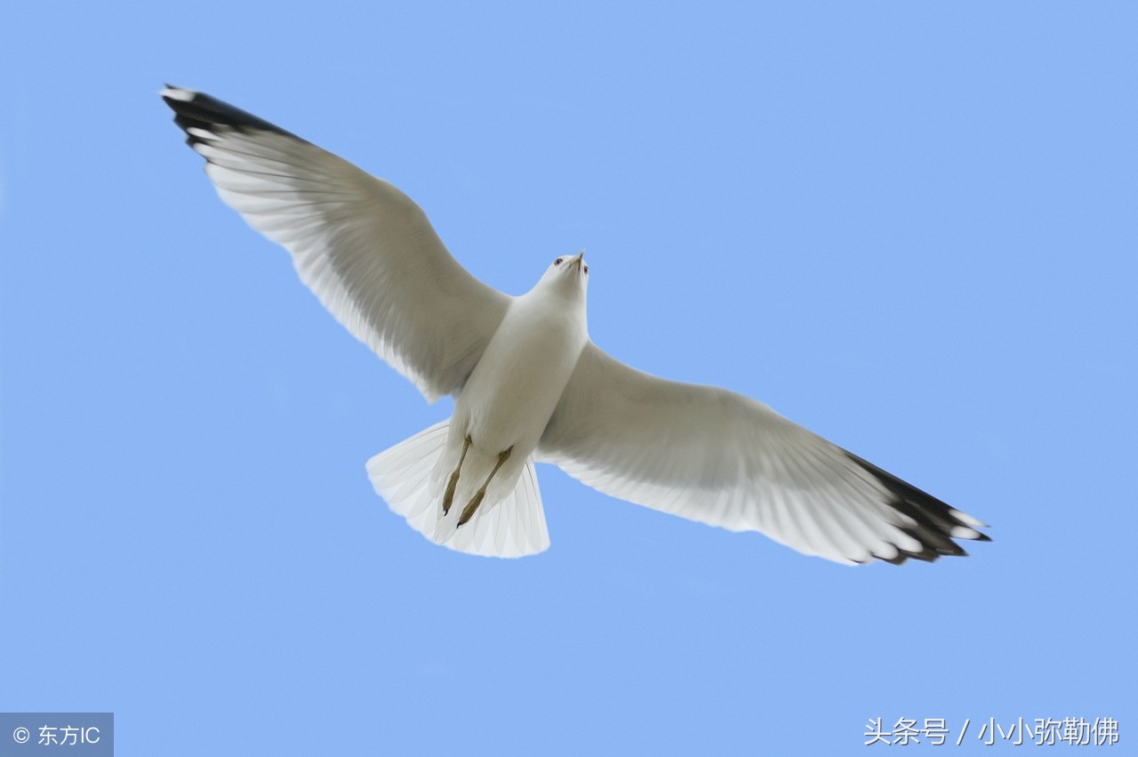 怎么挑选优质信鸽?眼砂很重要!你会吗?