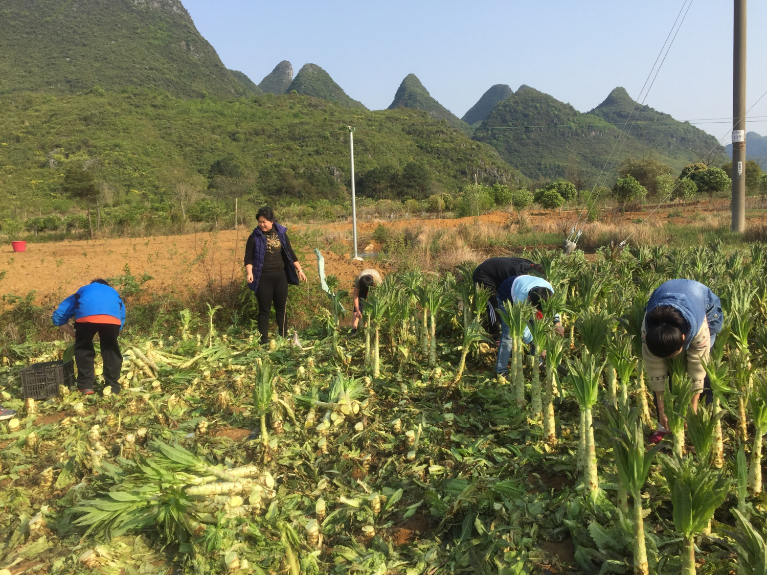 伏羲学校的学生,伏羲小学的理念