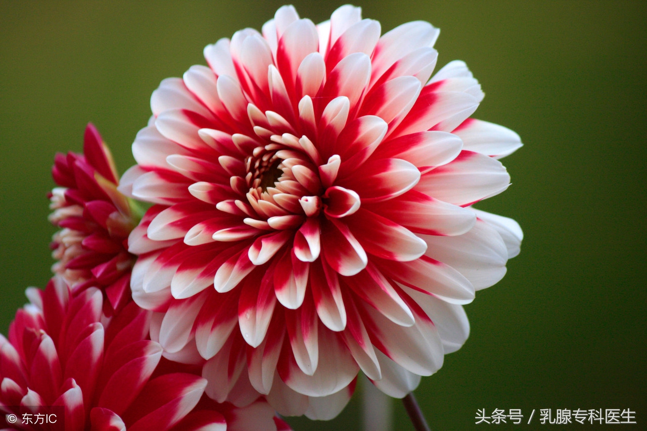 双侧乳腺小叶增生birads2类严重吗,被诊断为乳腺增生需要治疗吗