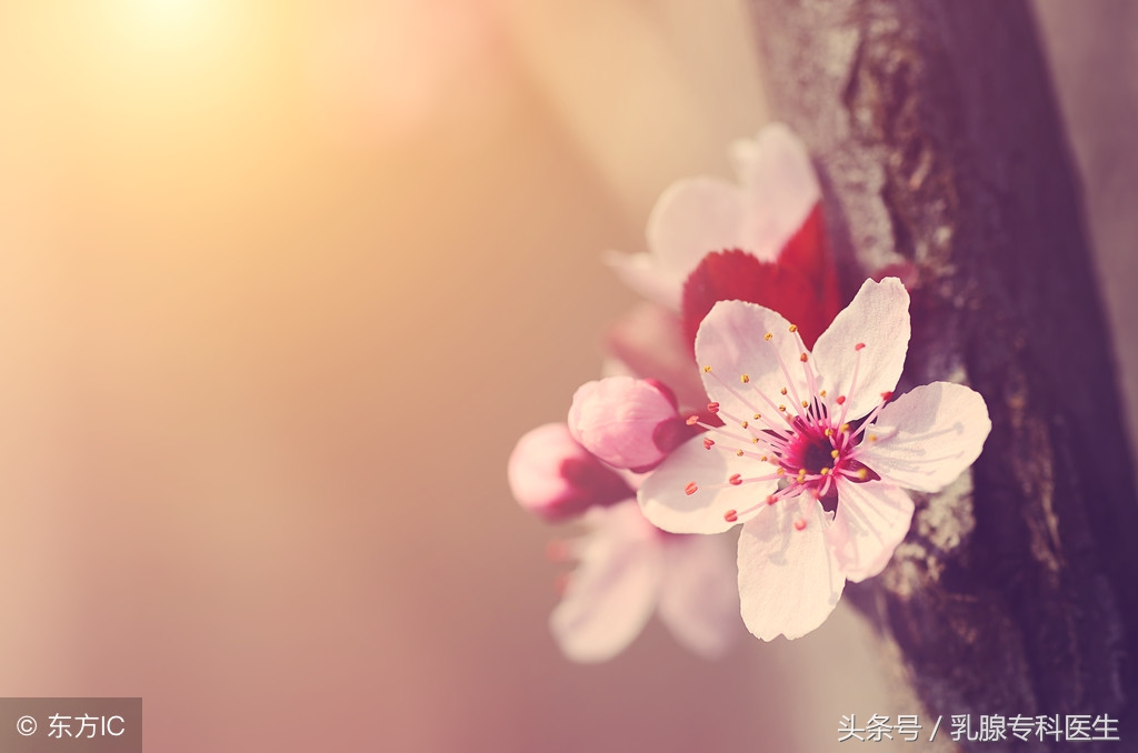 双侧乳腺小叶增生birads2类严重吗,被诊断为乳腺增生需要治疗吗