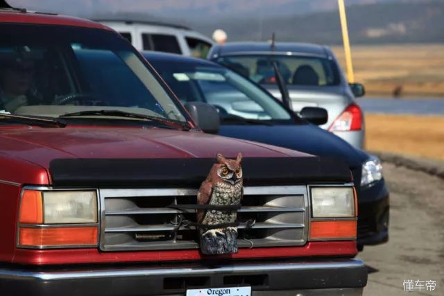 为什么在美国愿意买日系车,美国人为什么都买日系车