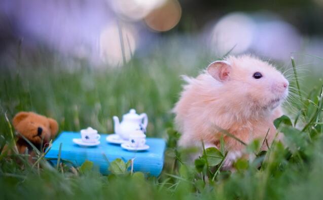 面包虫干的有营养还是活的有营养,面包虫是仓鼠的零食吗