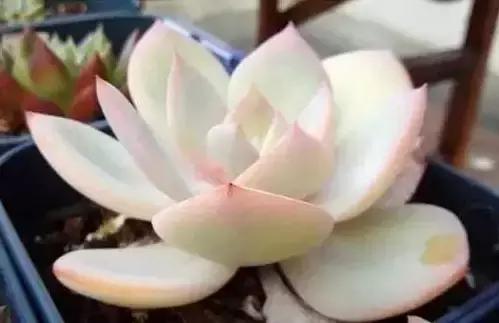 270种常见多肉图谱,270种常见多肉盆景