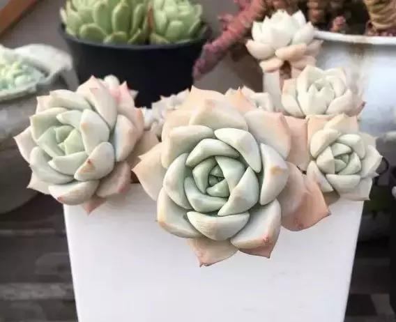 270种常见多肉图谱,270种常见多肉盆景