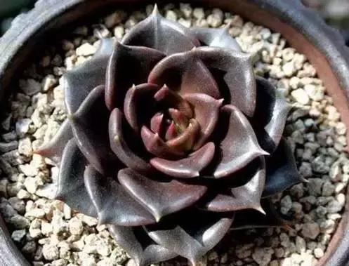 270种常见多肉图谱,270种常见多肉盆景