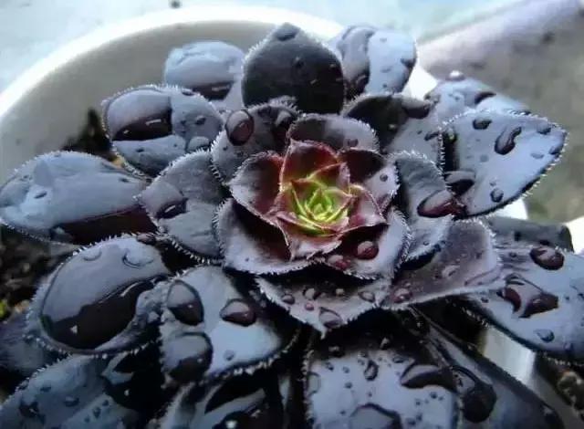 270种常见多肉图谱,270种常见多肉盆景