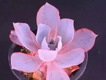 270种常见多肉图谱,270种常见多肉盆景