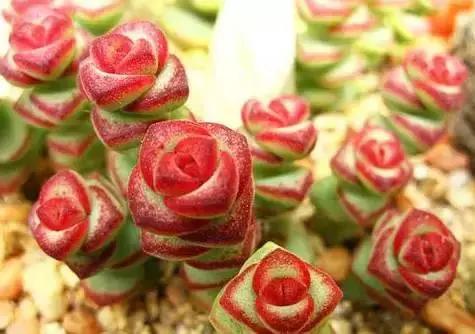 270种常见多肉图谱,270种常见多肉盆景