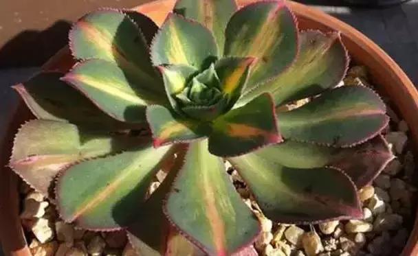 270种常见多肉图谱,270种常见多肉盆景