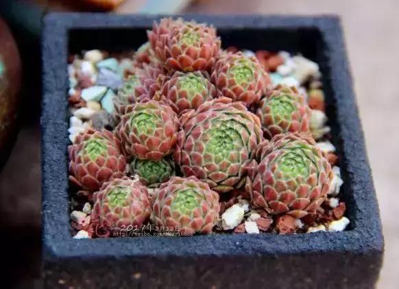 270种常见多肉图谱,270种常见多肉盆景