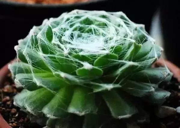 270种常见多肉图谱,270种常见多肉盆景