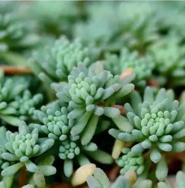 270种常见多肉图谱,270种常见多肉盆景