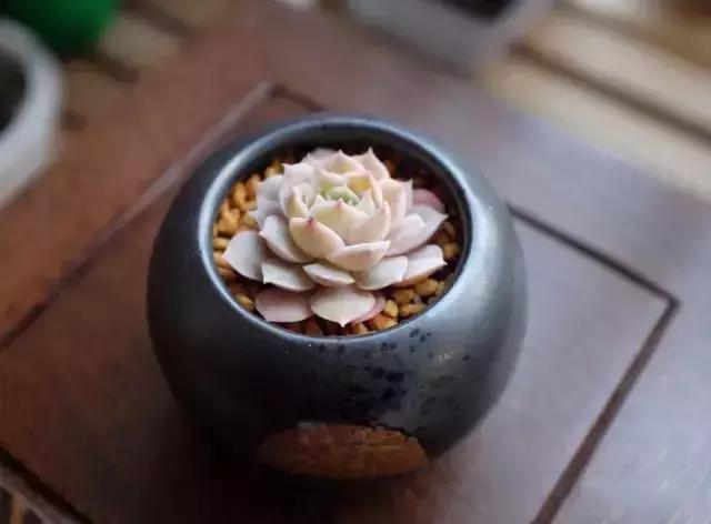 270种常见多肉图谱,270种常见多肉盆景