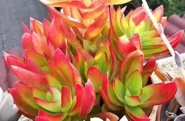 270种常见多肉图谱,270种常见多肉盆景