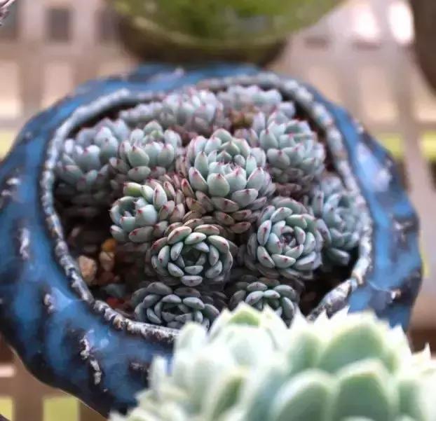 270种常见多肉图谱,270种常见多肉盆景