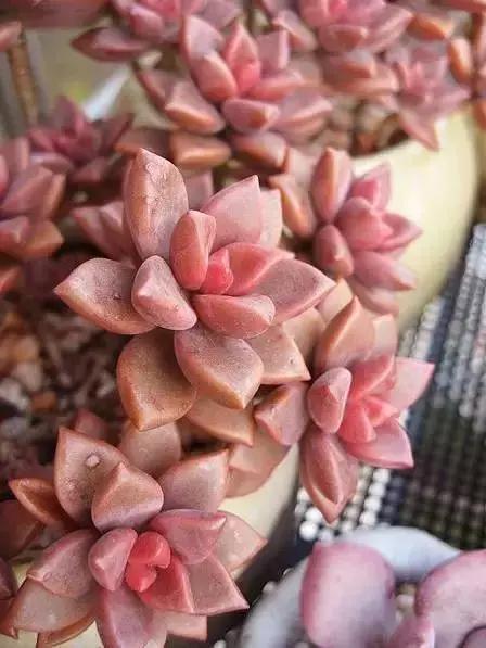 270种常见多肉图谱,270种常见多肉盆景