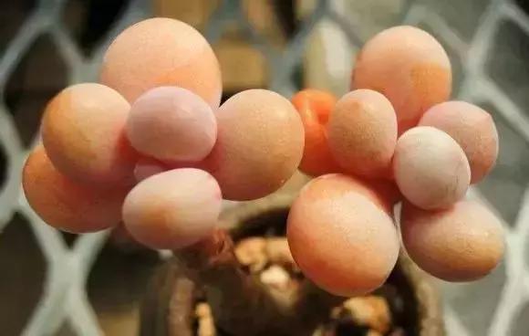 270种常见多肉图谱,270种常见多肉盆景