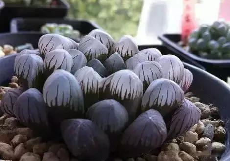 270种常见多肉图谱,270种常见多肉盆景