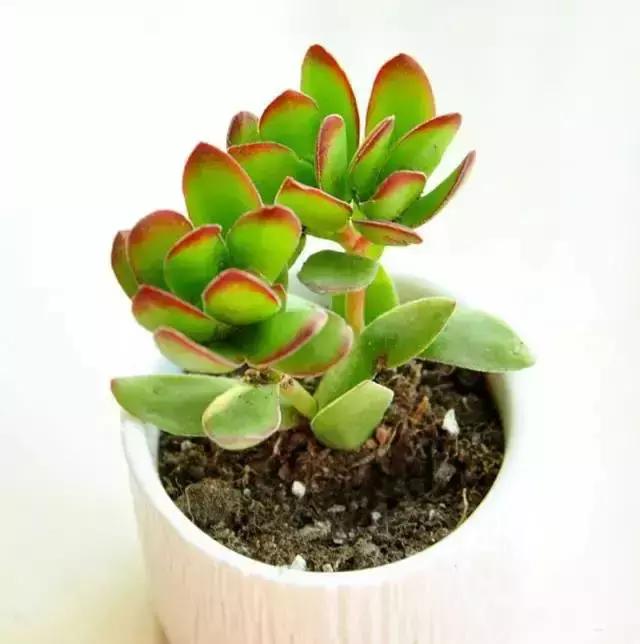 270种常见多肉图谱,270种常见多肉盆景