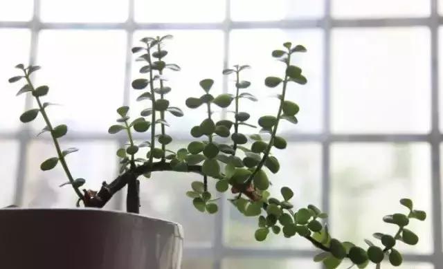 270种常见多肉图谱,270种常见多肉盆景